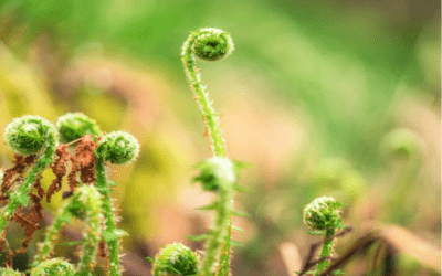 The Grass Is Greener – October 2021